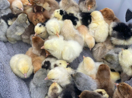 Day old Pekin bantam chicks for sale