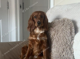 Working cocker spaniel in need of a loving home
