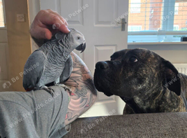 Hand reared 2 year old Congo African grey