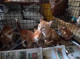 Kittens available