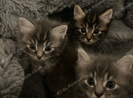 Fluffy Kittens