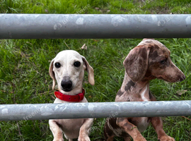 Pedigree miniature Isabella and tan girl