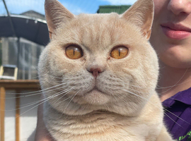 Gccf cream British shorthair boy