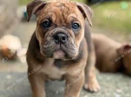 Female English bulldog puppy