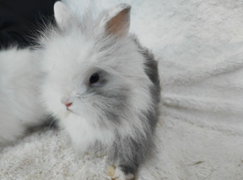 Last 3 Double mane lionhead rabbits