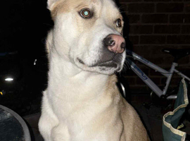 Husky x Rhodesian Ridgeback