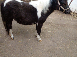 Yearling miniature Shetland gelding