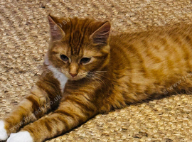British Longhair Giner cat sale