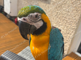 Parrot