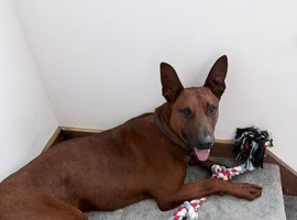 10 months old Malinois x Chinese Dog cross