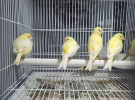 This years baby Fife canaries