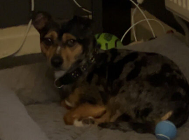 2dogs