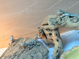 Bearded dragon hatchlings