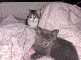 kitten