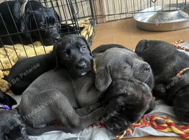 Beautifully Raised Purebred Cane corso puppies