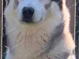 Proven stud Siberian husky