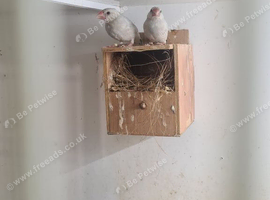 Lovely birds