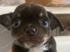 Tiny Chihuahua cross chinese crested puppies