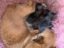 Tiny chihuahua puppies