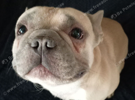 French bulldog stud