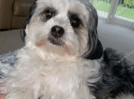 Malshi for rehome