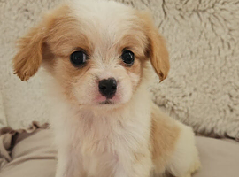 King charles cavalier puppies