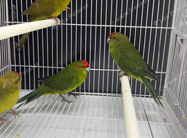 Kakarikis for sale