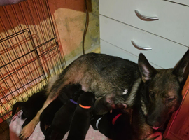 9 beautiful shepsky puppies