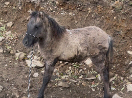 Dun colt foal to make 13.1