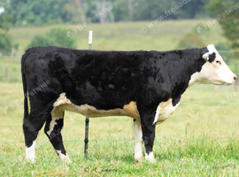 Hereford X Heifers