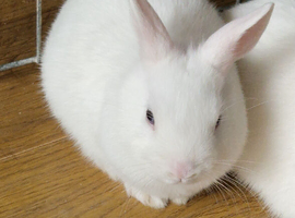 Netherland Dwarf babies