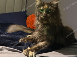 Gabii looking for her forever 5 star home*