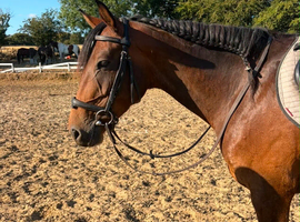 15.2 very well bred all rounder