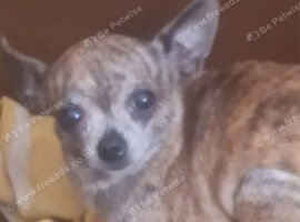 Rare brindle female smoothcoat adult
