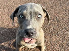 Cane corso