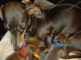 Stunning litter miniature dachshunds