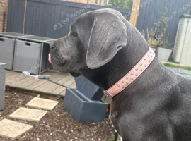 Cane corsa