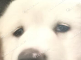 Puppies