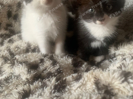 Adorable black and white kittens