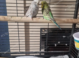 Pair of budgies