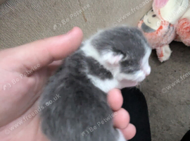 5 cats needing new homes ASAP!