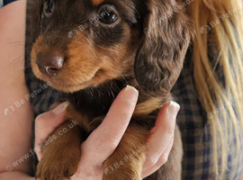 Dachshund puppies