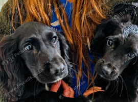 Cocker spaniel pups