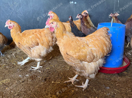 buff orpington cockerels