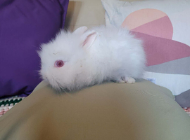 Lion head male rabbit