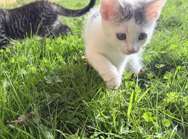 Kittens