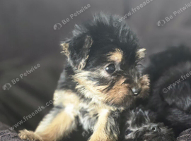 Yorkshire terrier x Cairn terrier yorkie