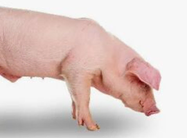 FREE PIGS WANTED