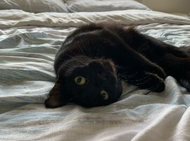 2 year old female cat spayed and chipped