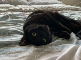 3 year old black female cat